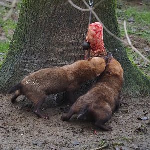 Bush dogs (Speothos venaticus) eating goat leg hung from bungee cord, 2024-12-29