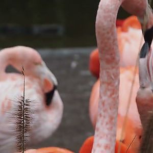 Video clip of American flamingo (Phoenicopterus ruber) feeding chick, 2024-12-29