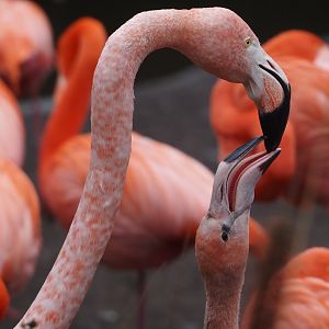 American flamingo (Phoenicopterus ruber) feeding chick, 2024-12-29
