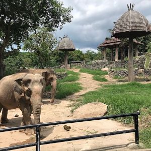 Asian Elephant Exhibit , Songkhla Zoo