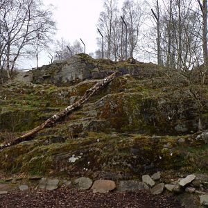 Snow leopard enclosure 5.4.24