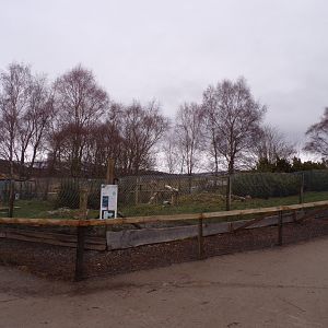 Arctic fox enclosure 5.4.24