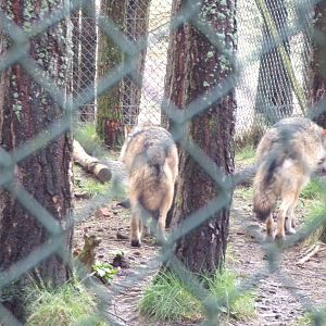 Eurasian wolves 5.4.24