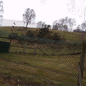 Wolverine enclosure 5.4.24