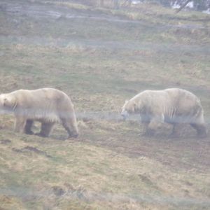 Male polar bears “Arktos” and “Walker” (sorry for the blur) 5.4.24