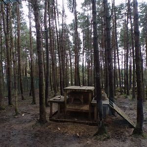 Eurasian wolf enclosure 5.4.24