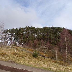 View of wolf wood 5.4.24