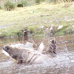 Polar bear “Brodie” swimming 5.4.24
