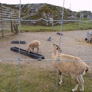 Markhor young 5.4.24