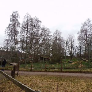 Northern lynx enclosure 5.4.24