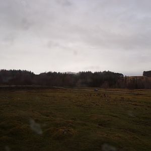 Red deer, European bison and Prezwalski’s horse reserve 5.4.24