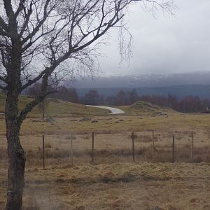 View of Red deer, European bison and Prezwalski’s horse reserve 5.4.24