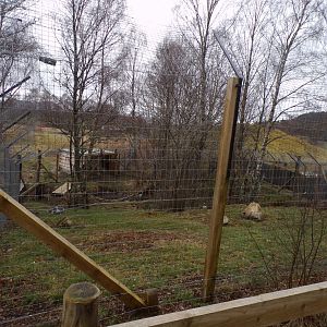 Eurasian crane enclosure 5.4.24