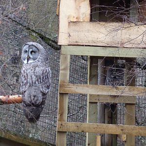 Great grey owl 5.4.24