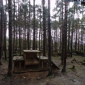 Eurasian wolf enclosure 5.4.24