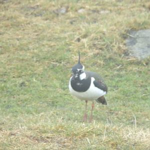 Northern Lapwing 5.4.24