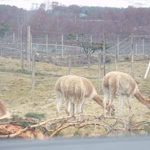 Vicuñas 5.4.24