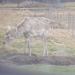 Bukhara deer youngster 5.4.24