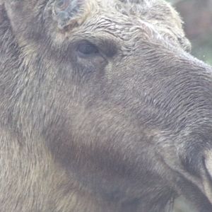 Eurasian elk closeup 5.4.24