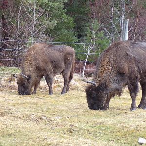 European bison 5.4.24