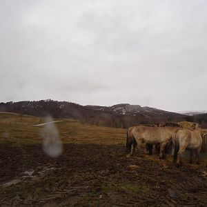 Red deer, European bison and Prezwalski’s horse reserve 5.4.24