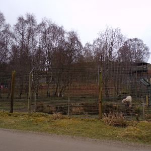 Male polar bear separation enclosure 5.4.24