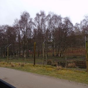 Male polar bear separation enclosure 5.4.24