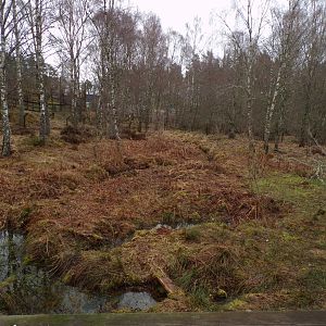 Former Eurasian beaver enclosure 5.4.24
