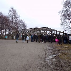 Snow leopard separation cage 5.4.24