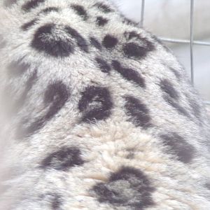 Snow leopard closeup 5.4.24