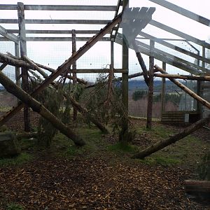 Snow leopard separation cage 5.4.24