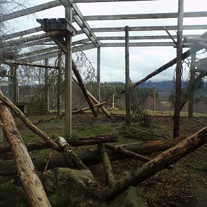 Snow leopard separation cage 5.4.24