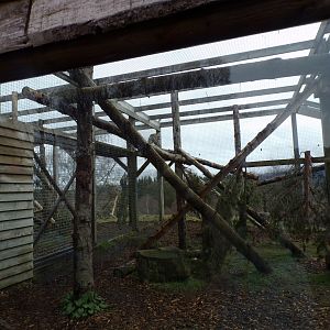 Snow leopard separation cage 5.4.24