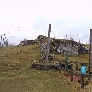 Markhor enclosure 5.4.24