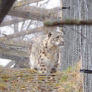 Snow leopard 5.4.24