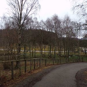 Male polar bear separation enclosure  5.4.24