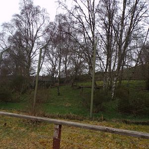 Northern lynx enclosure  5.4.24