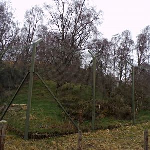 Northern lynx enclosure 5.4.24