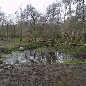 Amur tiger enclosure 5.4.24