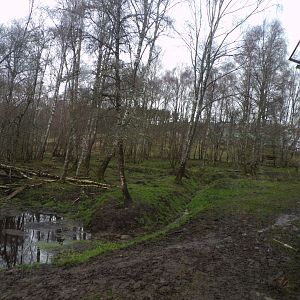 Amur tiger enclosure 5.4.24