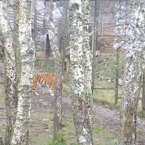 Separated tigers 5.4.24