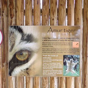 Amur tiger signage 5.4.24