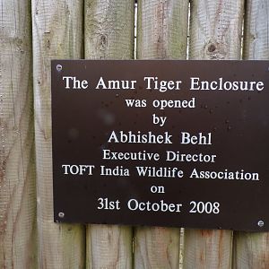 Amur tiger opening plaque 5.4.24