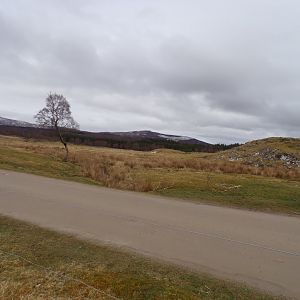 Red deer, European bison and Prezwalski’s horse reserve 5.4.24