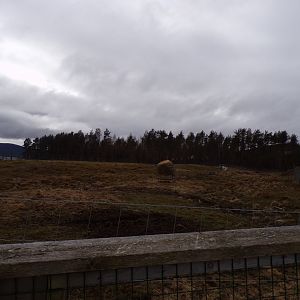 White-lipped deer enclosure 5.4.24