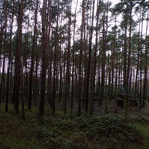 Eurasian wolf enclosure 5.4.24