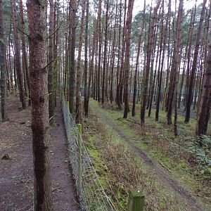 Section between forest reindeer and Eurasian wolf enclosure 5.4.24
