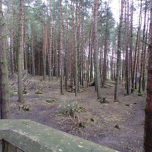 Forest reindeer enclosure 5.4.24