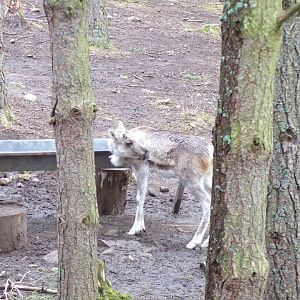 Forest reindeer young 5.4.24