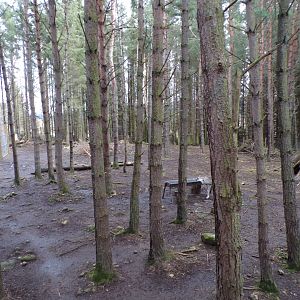 Forest reindeer enclosure 5.4.24